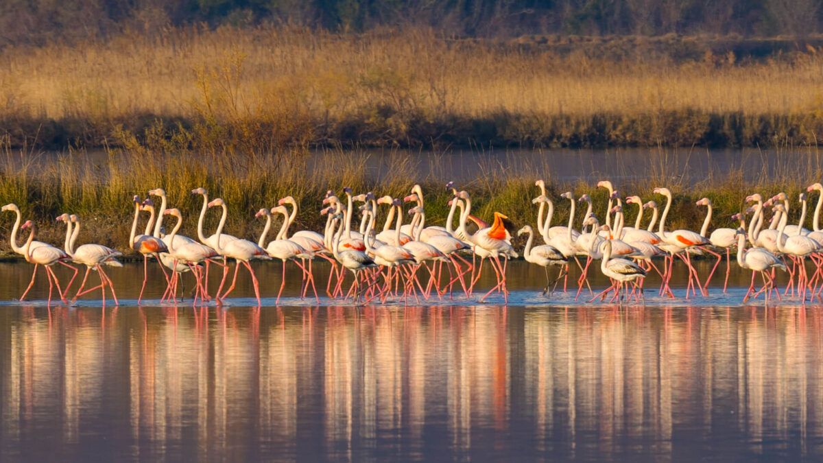 Flamingos in Ulcinj